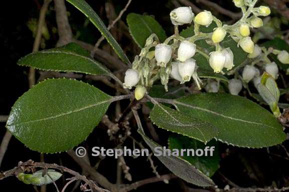 comarostaphylos diversifolia var planifolia 3 graphic